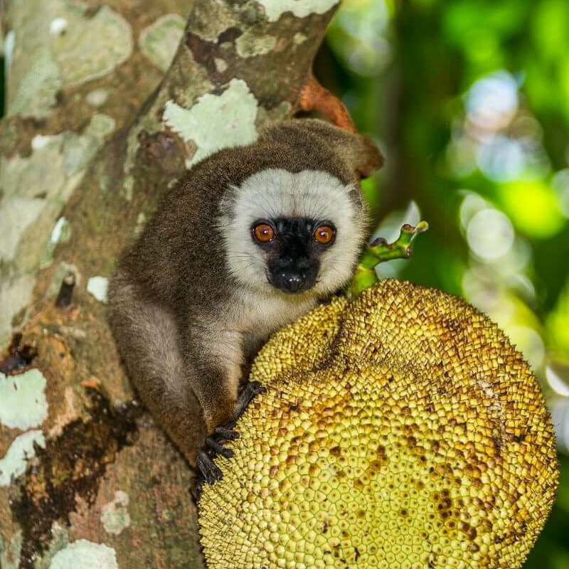 Masoala Nationalpark