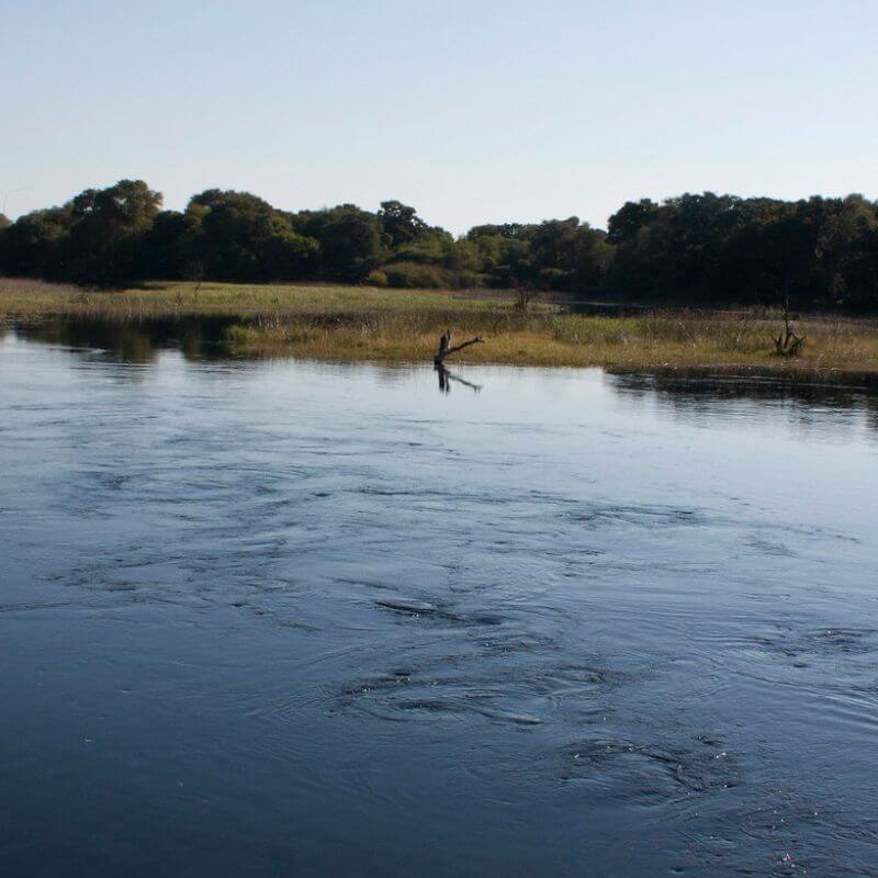 Maun