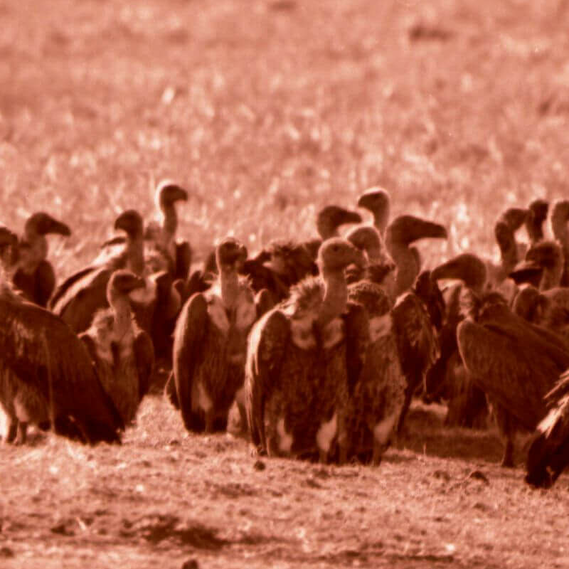 Meru Nationalpark
