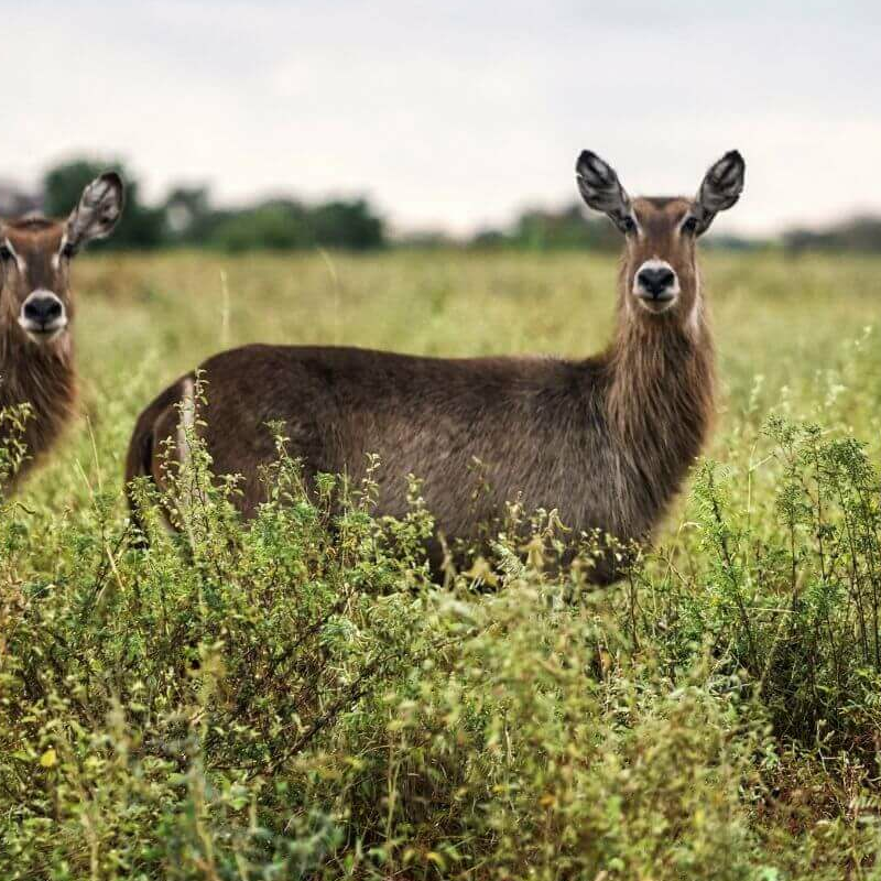Meru Nationalpark