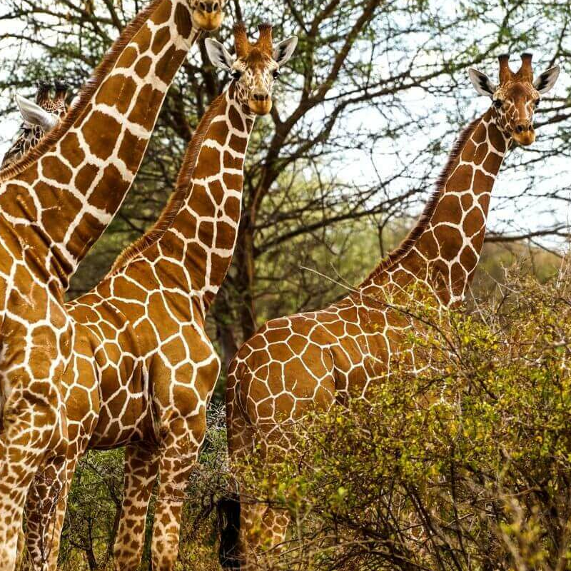 Meru Nationalpark