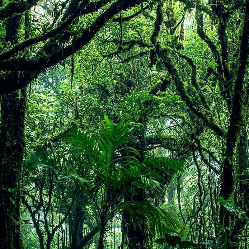 Monteverde Costa Rica