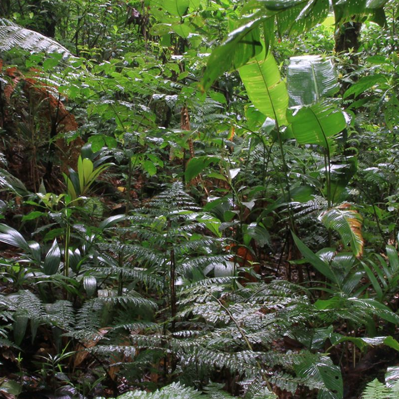 Monteverde Costa Rica