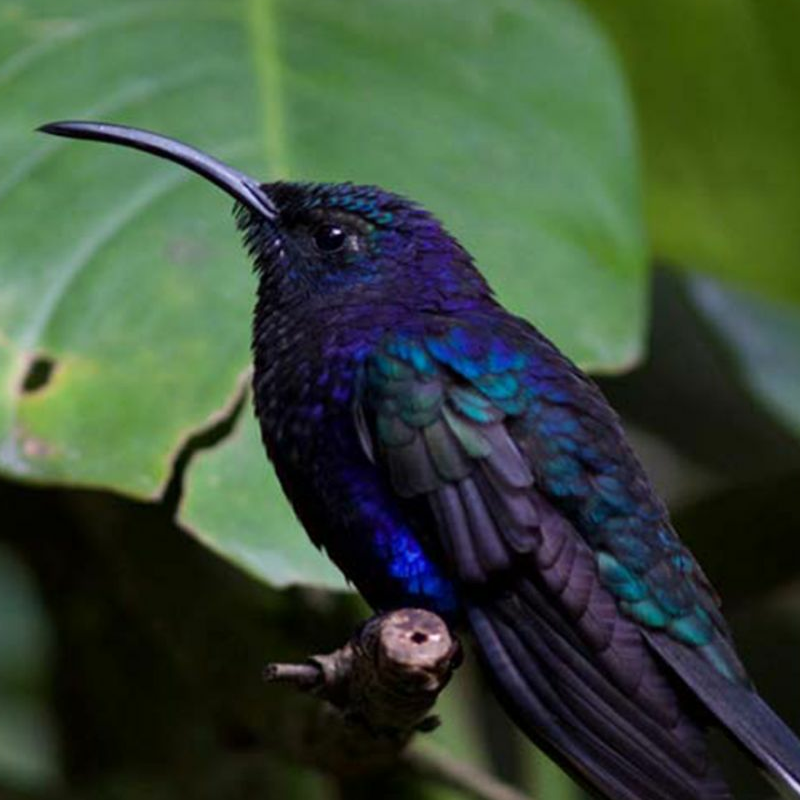Monteverde Costa Rica