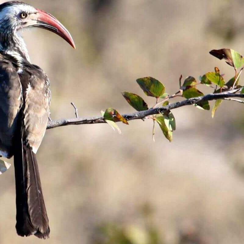 Moremi Game Reserve
