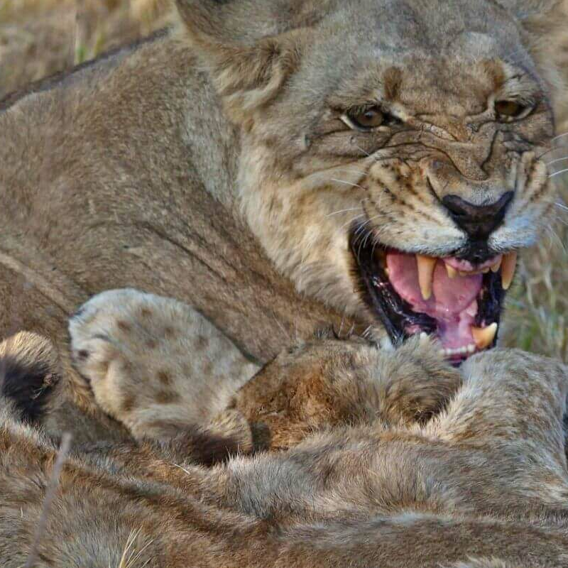 Moremi Game Reserve