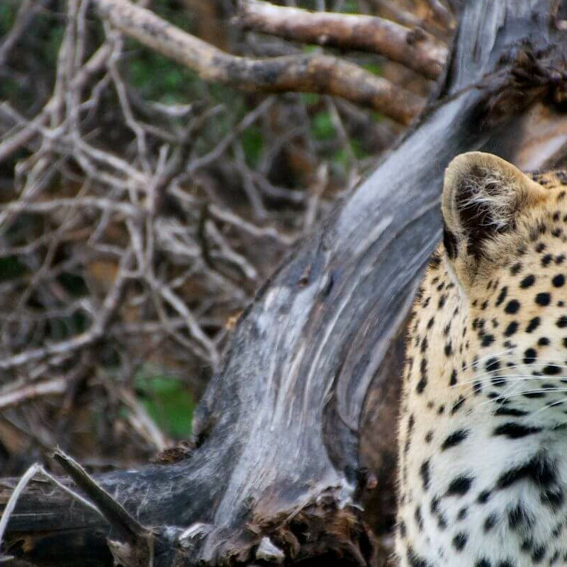 Moremi Game Reserve