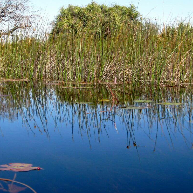 Moremi Game Reserve