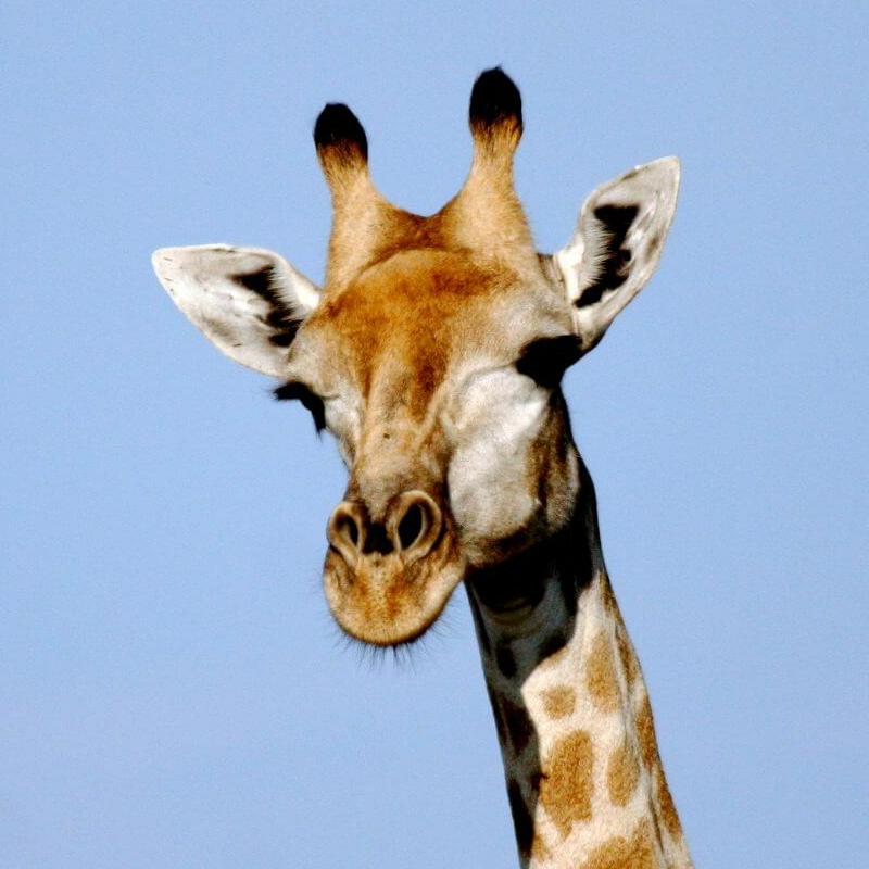 Moremi Game Reserve