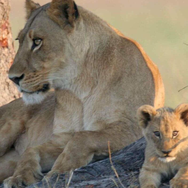 Moremi Game Reserve