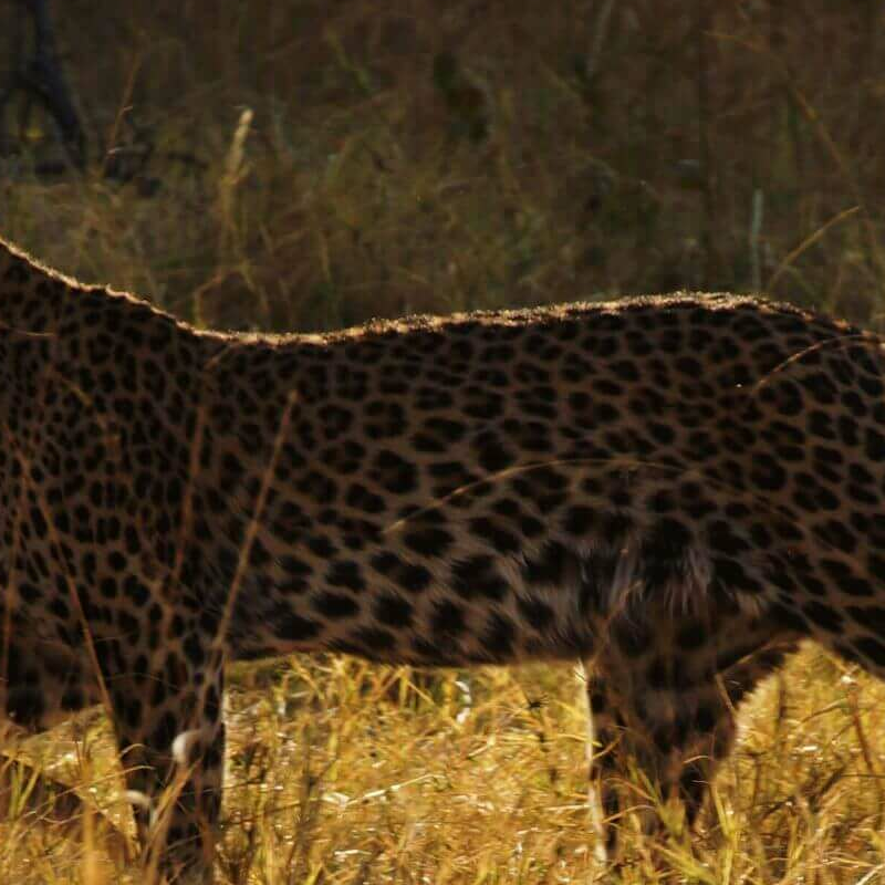 Moremi Game Reserve