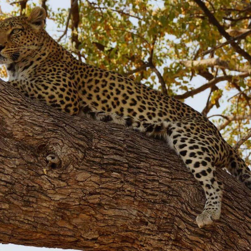 Moremi Game Reserve