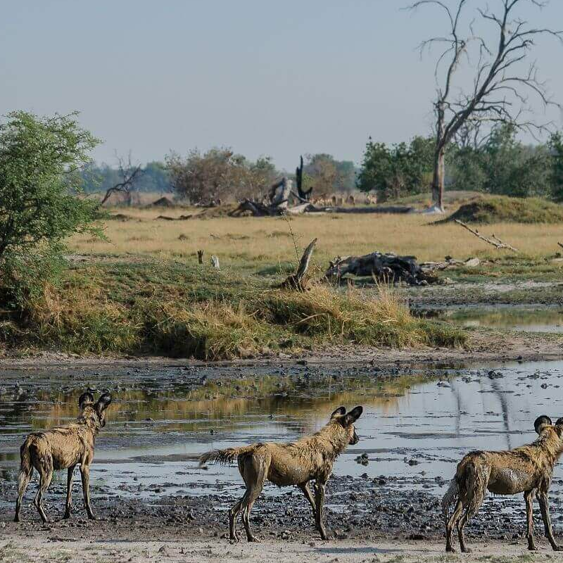 Moremi Game Reserve