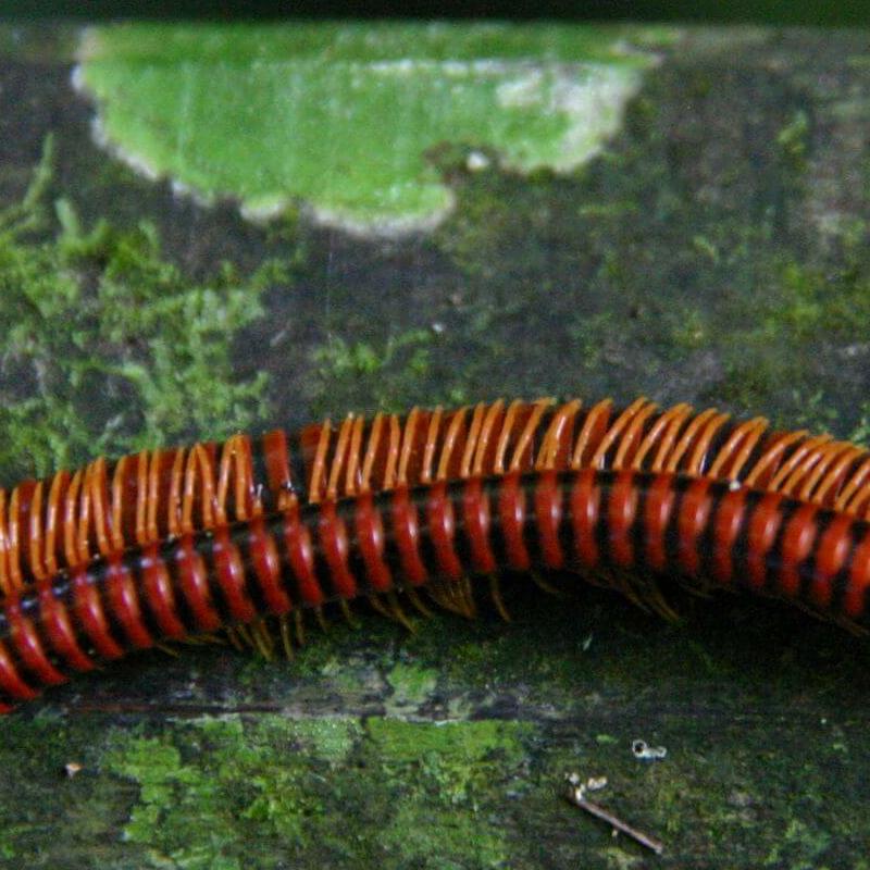 Mulu Nationalpark