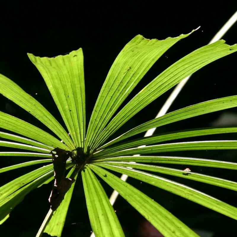 Mulu Nationalpark