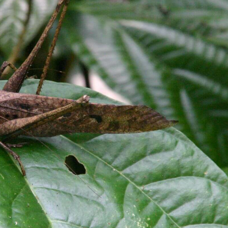 Mulu Nationalpark