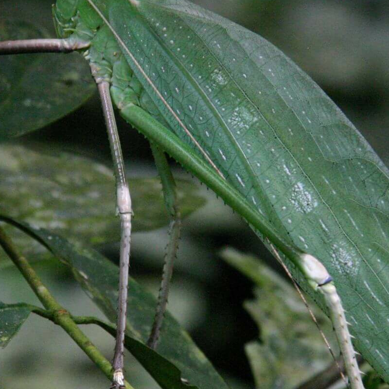 Mulu Nationalpark