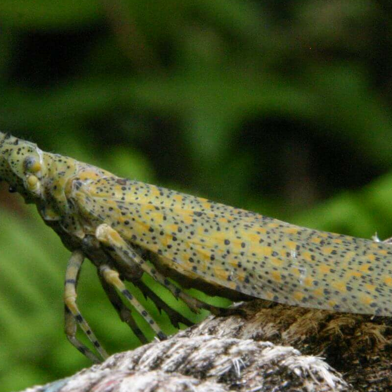 Mulu Nationalpark