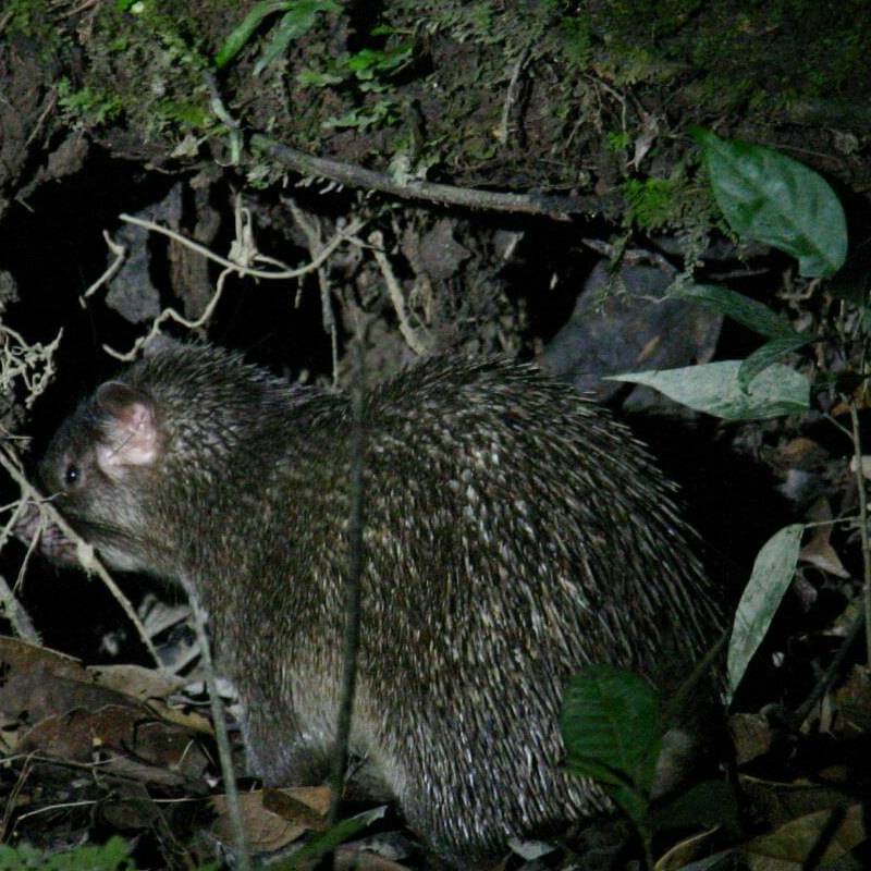 Mulu Nationalpark