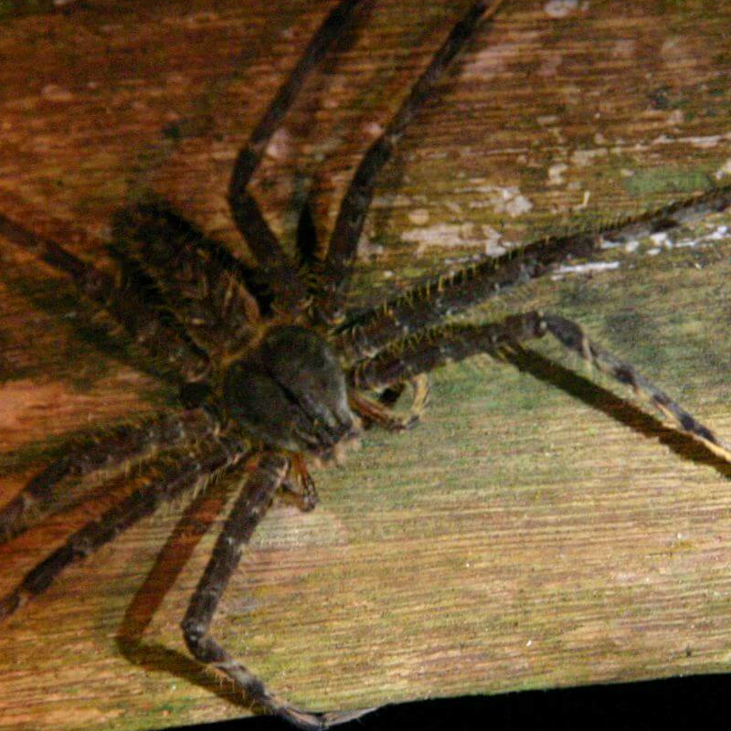 Mulu Nationalpark