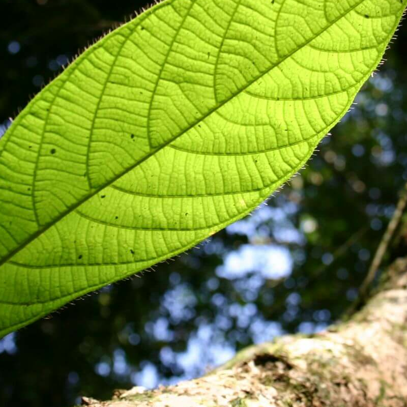 Mulu Nationalpark