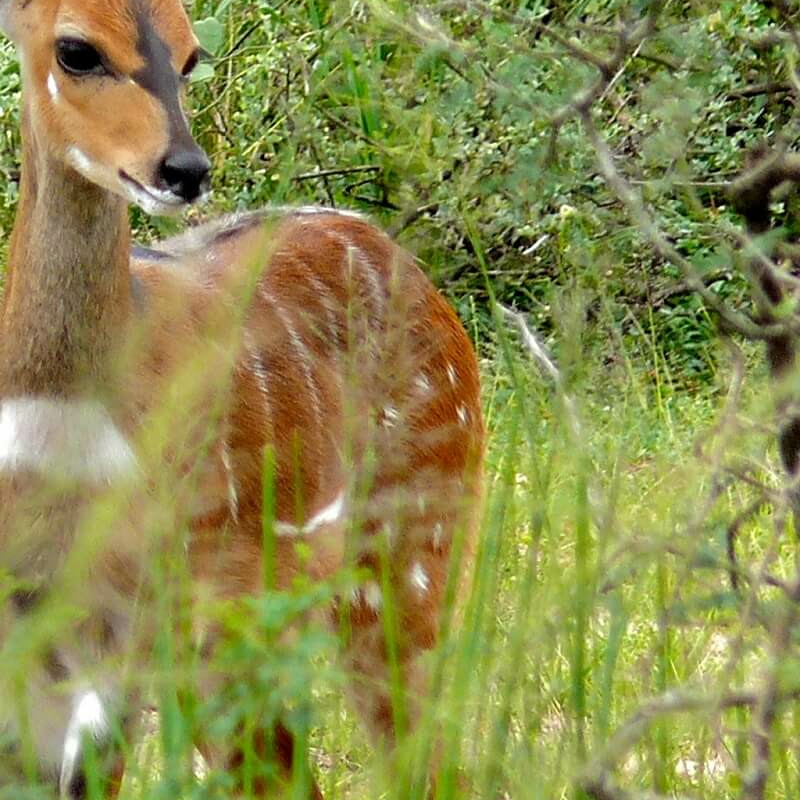 Murchison Falls