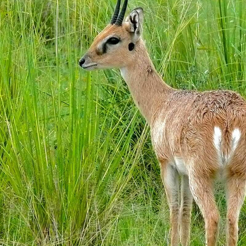 Murchison Falls