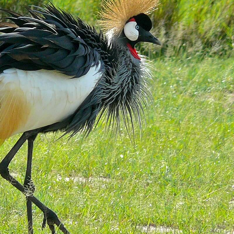 Murchison Falls