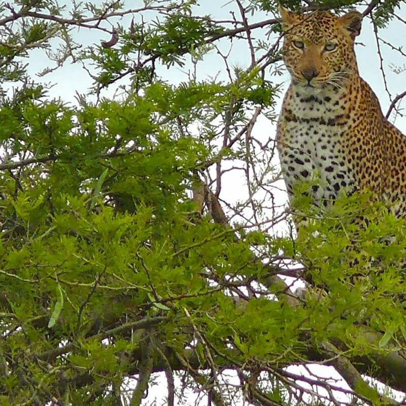 Murchison Falls