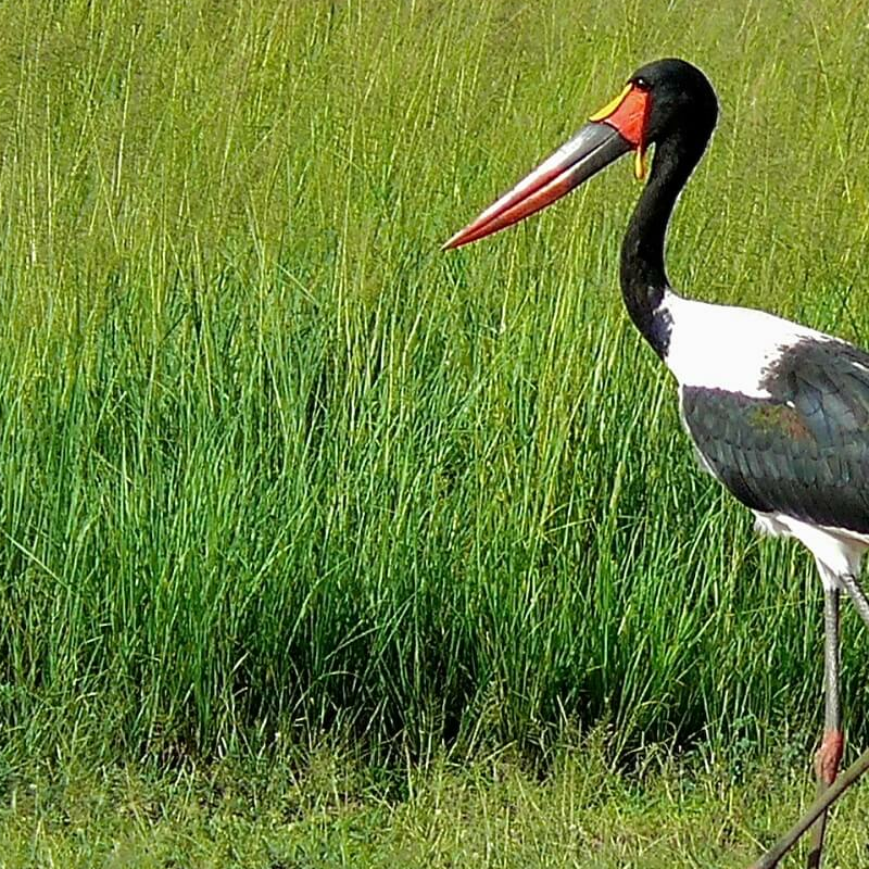 Murchison Falls