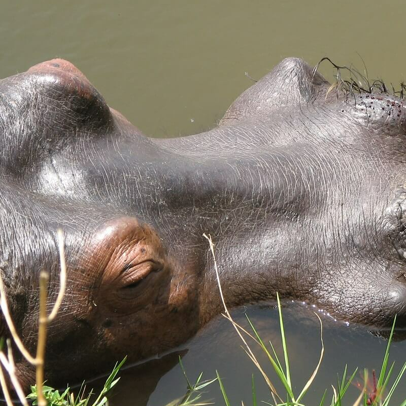 Murchison Falls