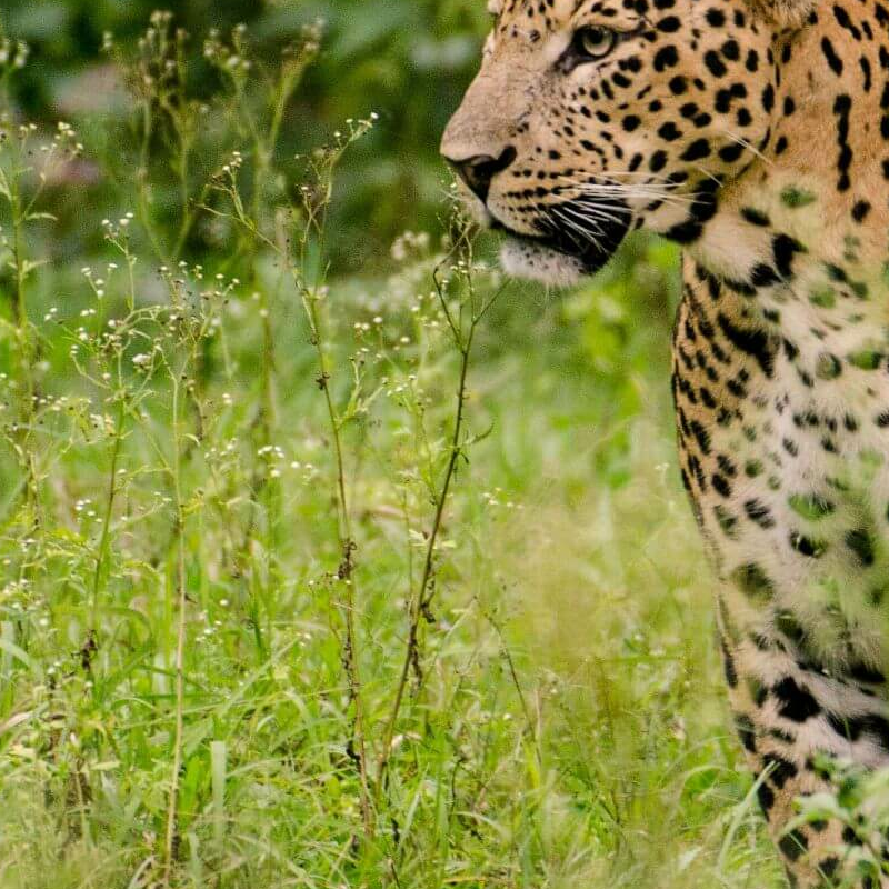 Nagarhole-National Park