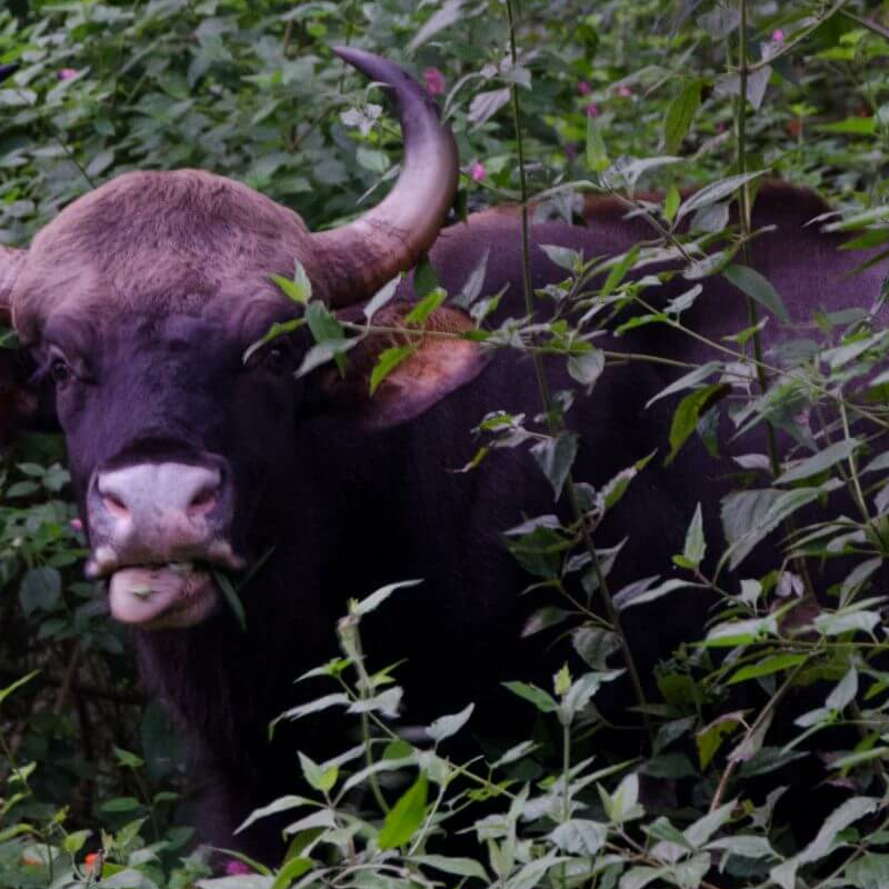 Nagarhole-National Park