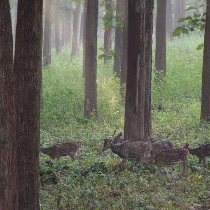 Nagarhole-National Park