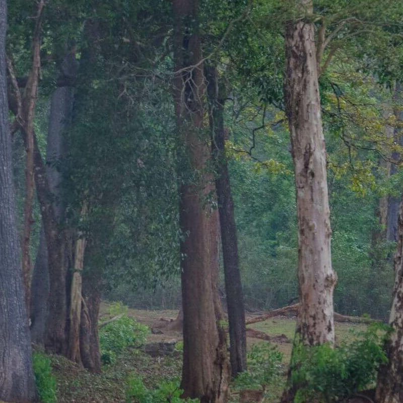 Nagarhole-National Park