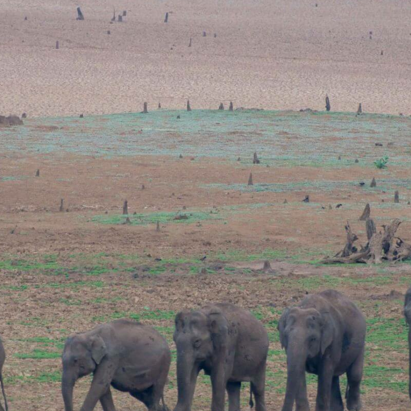 Nagarhole-National Park