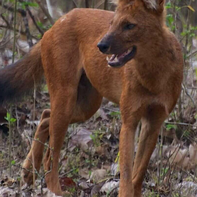 Nagarhole-National Park