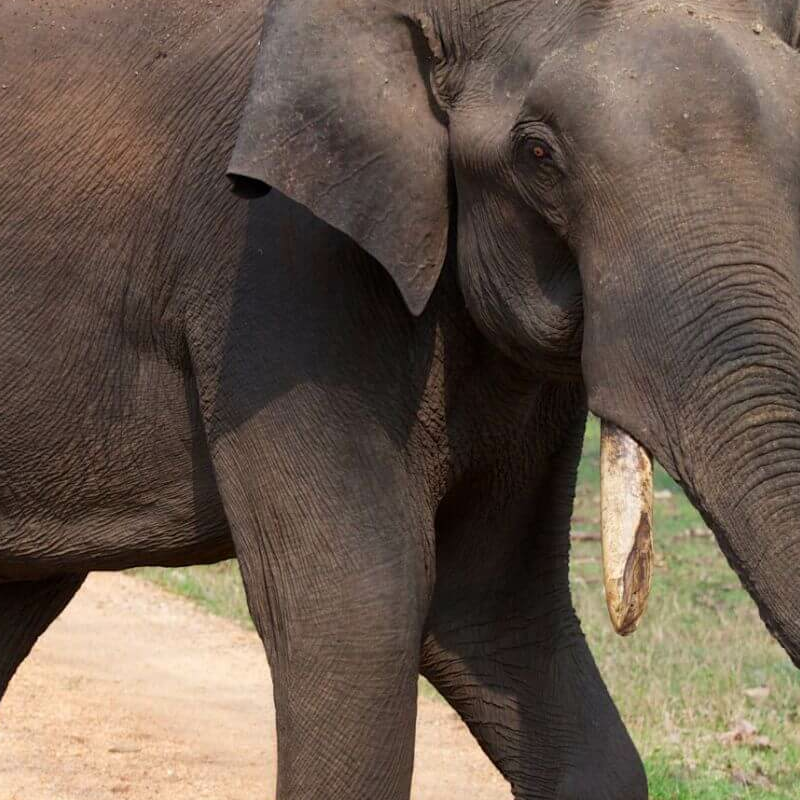 Nagarhole-National Park
