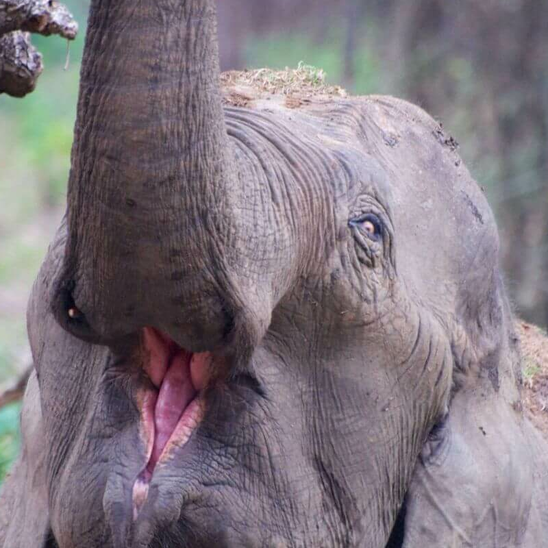Nagarhole-National Park