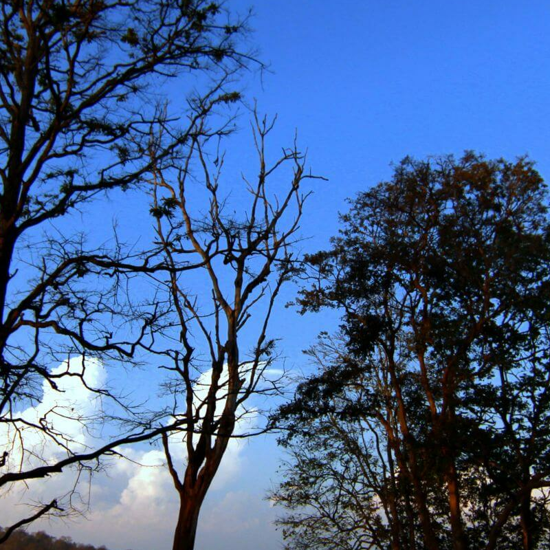 Nagarhole-National Park