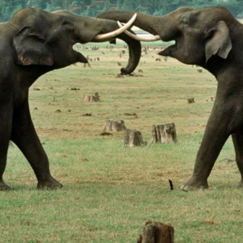 Nagarhole-National Park