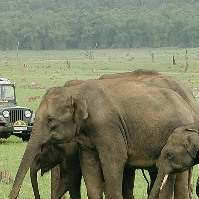 Nagarhole-National Park