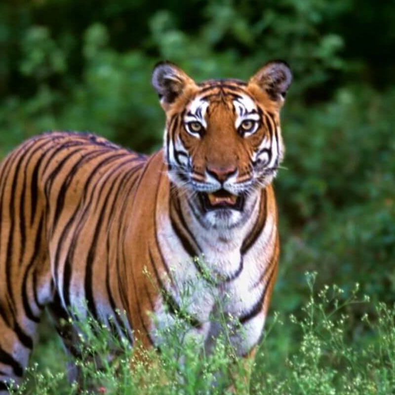 Nagarhole-National Park