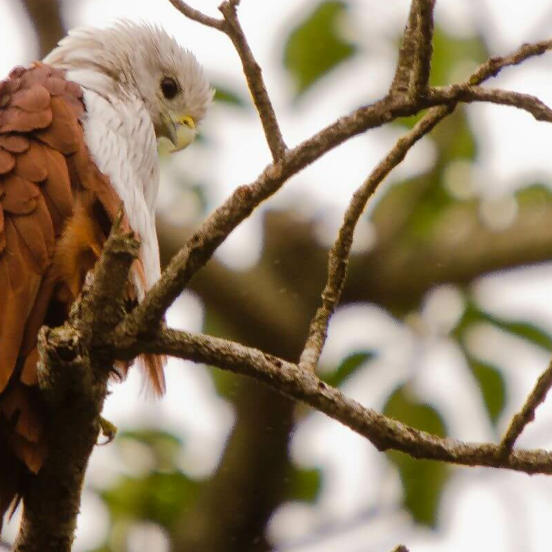 Nagarhole-National Park