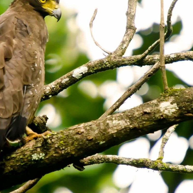 Nagarhole-National Park