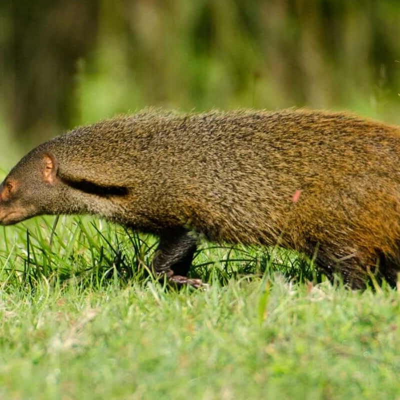 Nagarhole-National Park