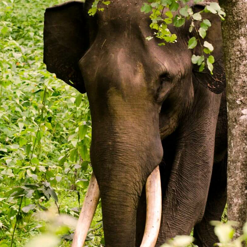 Nagarhole-National Park