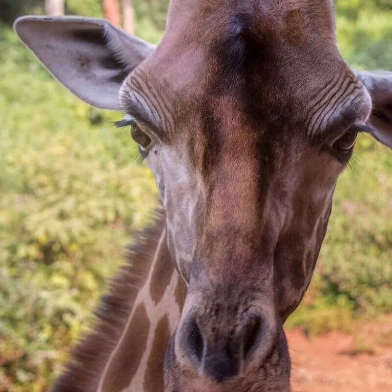 Nairobi