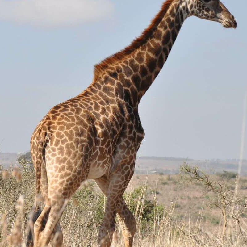 Nairobi