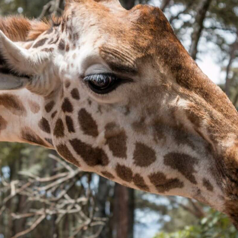 Nairobi